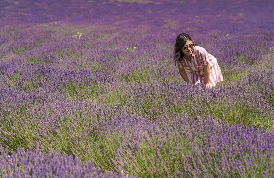 From Aix-en-Provence: Lavender Half Day Tour - Meeting at the Aix-en-Provence Tourist Information Center