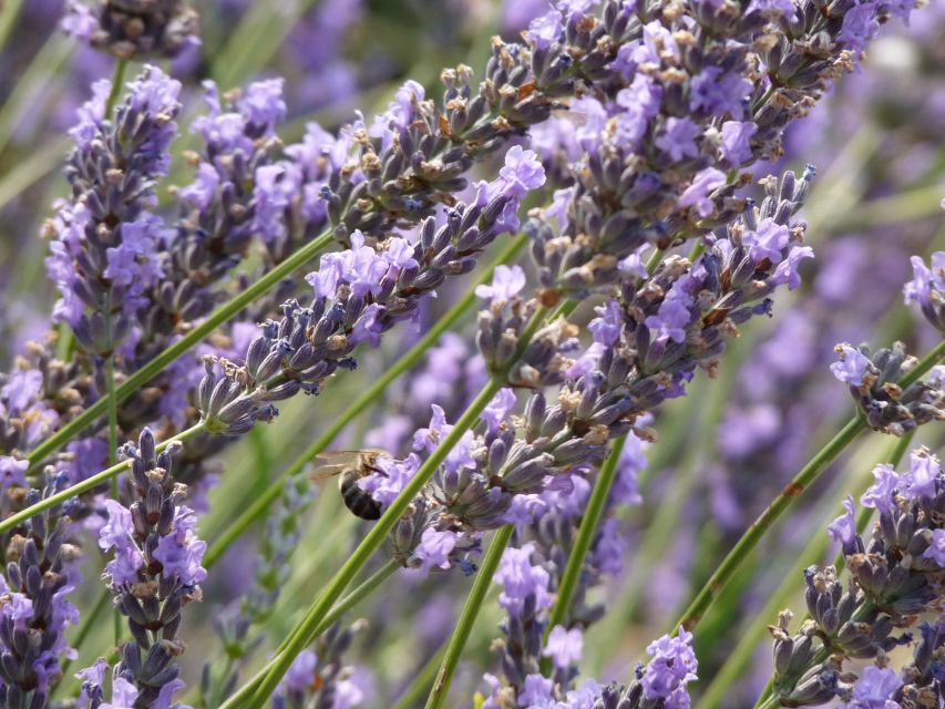 From Aix-en-Provence: Sault Lavender & Gordes Full-Day Tour - Final call: a strong seasonal choice