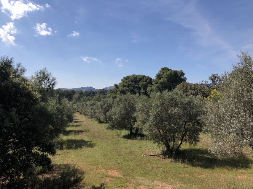 From Arles: Alpilles Regional Park Provence 4x4 Safari - Les Baux de Provence in just 30 minutes
