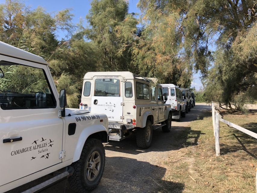 From Arles: Half-Day 4x4 Camargue Safari - Why this safari earns a place in your Arles plans