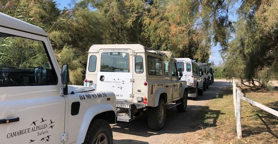 From Arles: Half-Day 4x4 Camargue Safari - Why the Camargue feels unlike Provence