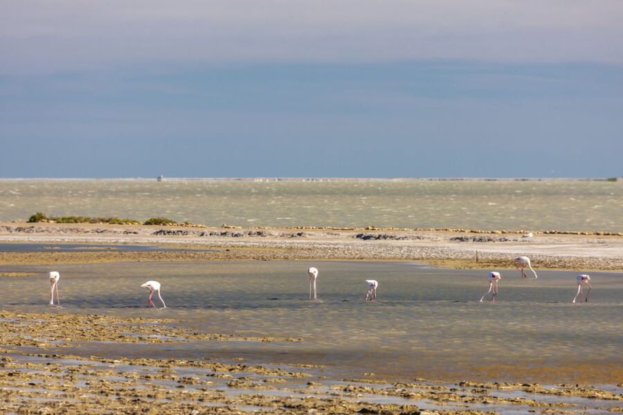 From Arles: Half-Day 4x4 Camargue Safari - Rice fields and the human side of the park