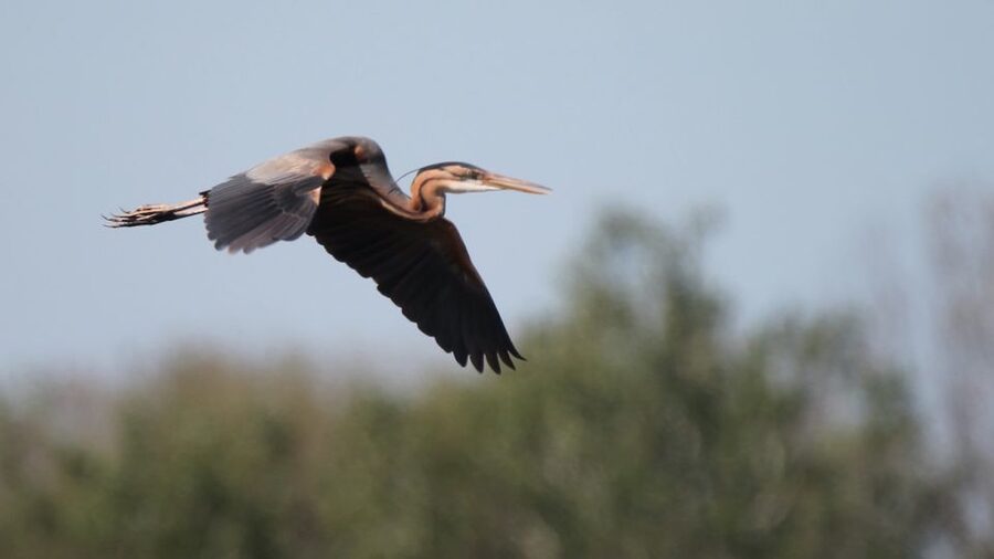 From Arles: Half-Day 4x4 Camargue Safari - Who should book this Camargue safari?