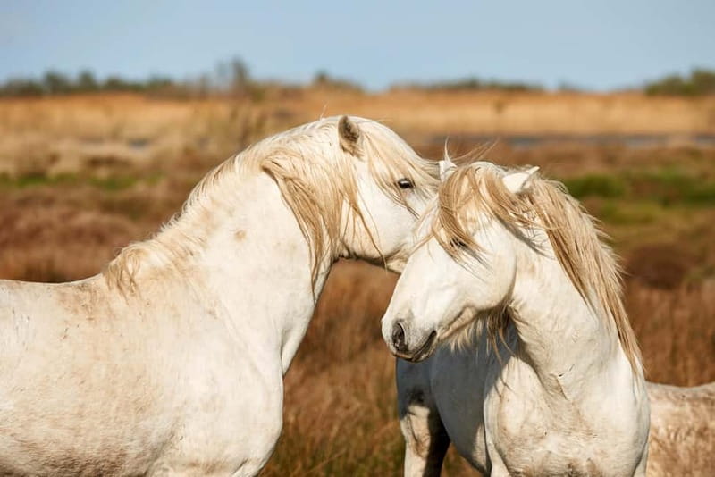 From Avignon: Camargue Tour with Pont de Gau Bird Park Entry - Should you book the Camargue tour from Avignon?