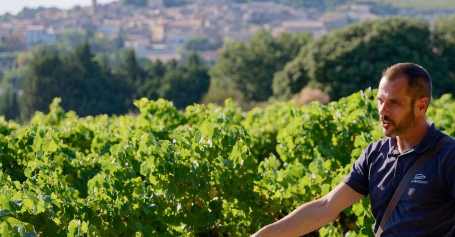 From Avignon: Châteauneuf du Pape Half-Day Wine Tour - The Ruins of the Pope’s Summer Residence