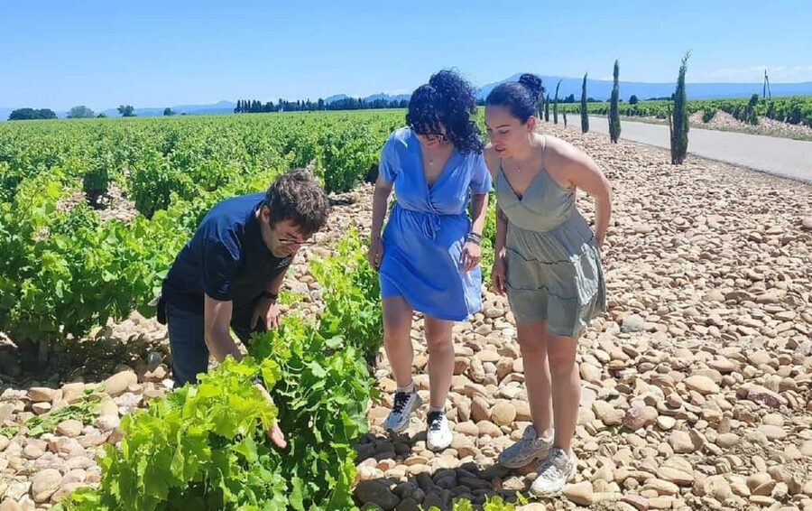 From Avignon: Châteauneuf du Pape Half-Day Wine Tour - Final Verdict: A Smart Short Outing from Avignon