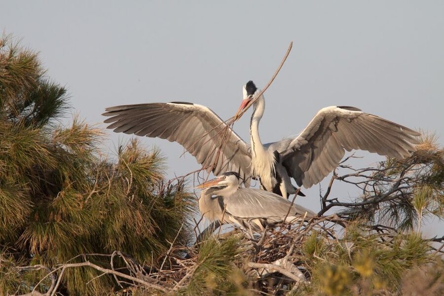From Avignon: Half-Day Camargue and Saintes-Maries-de-la-Mer - Key points to know before booking
