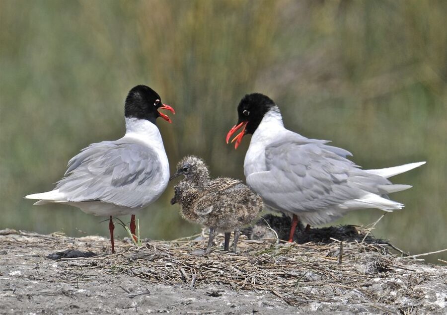 From Avignon: Half-Day Camargue and Saintes-Maries-de-la-Mer - Who should book this Camargue outing?
