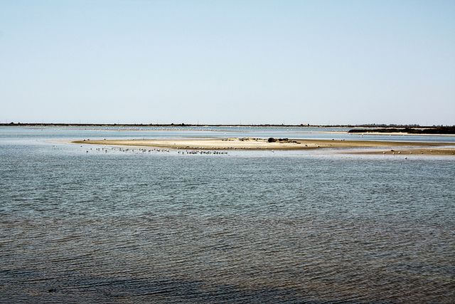From Avignon: Half-Day Camargue and Saintes-Maries-de-la-Mer - Why the Camargue feels unlike the rest of Provence