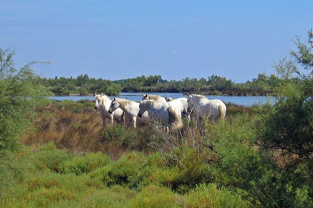 From Avignon: Half-Day Camargue and Saintes-Maries-de-la-Mer - Searching the wetlands for flamingos and other birds