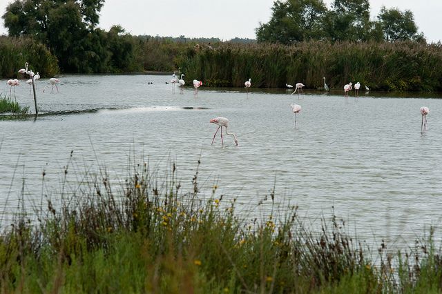 From Avignon: Half-Day Camargue and Saintes-Maries-de-la-Mer - Saintes-Maries-de-la-Mer and its fortress-church
