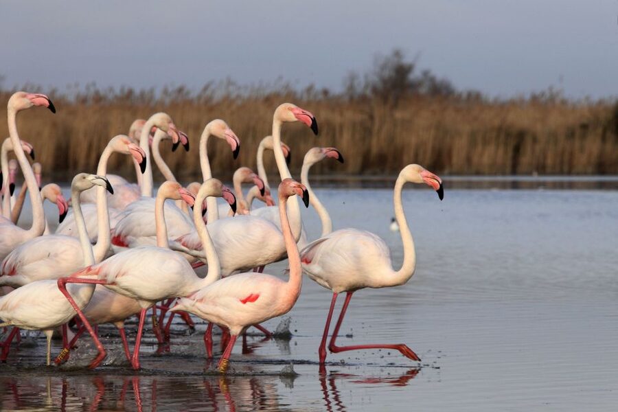 From Avignon: Half-Day Camargue and Saintes-Maries-de-la-Mer - Is $105 a fair price?