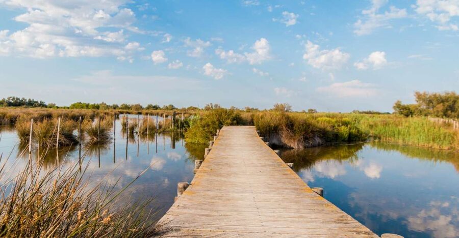 From Avignon: Half-Day Camargue and Saintes-Maries-de-la-Mer - The drive from Avignon in a small minivan