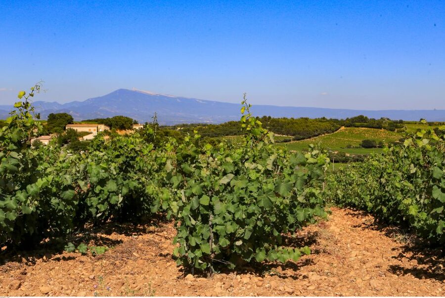 From Avignon: Half-Day Great Vineyards Tour - Key points to know before booking