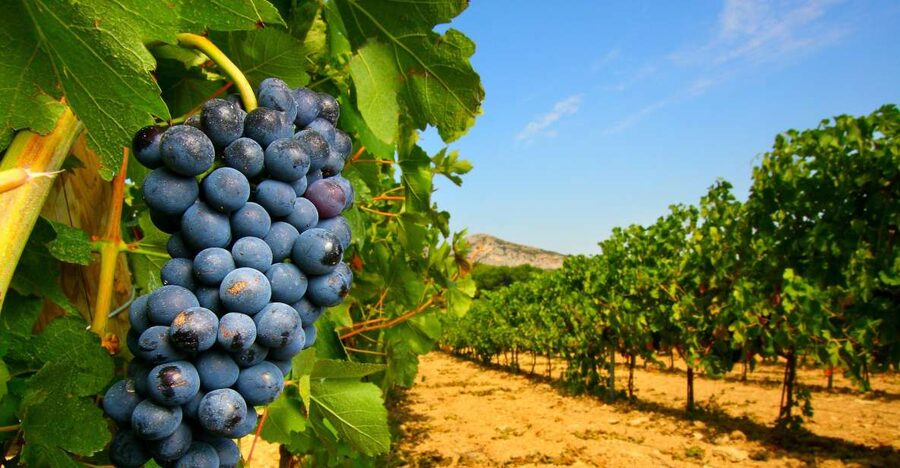 From Avignon: Half-Day Great Vineyards Tour - Leaving Avignon for the Southern Rhône