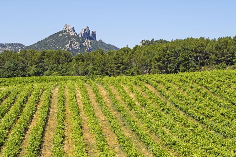 From Avignon: Half-Day Great Vineyards Tour - Learning the AOC system one glass at a time