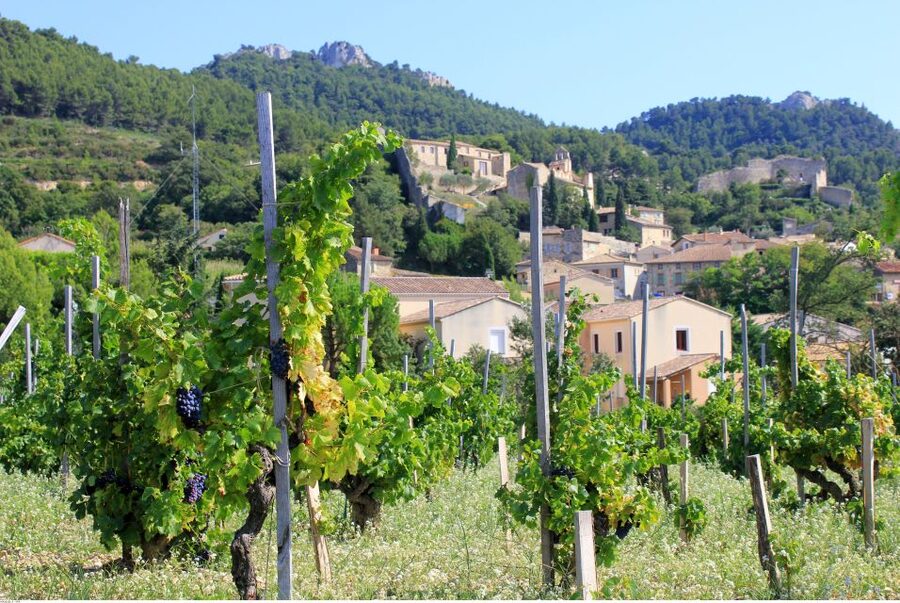 From Avignon: Half-Day Great Vineyards Tour - Is five hours enough?