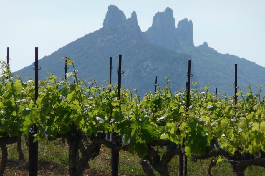 From Avignon: Half-Day Great Vineyards Tour - The $94 price and what you receive