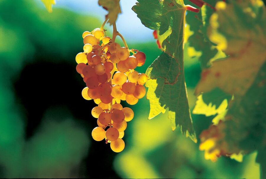 From Avignon: Half-Day Great Vineyards Tour - Who should book this vineyard tour?