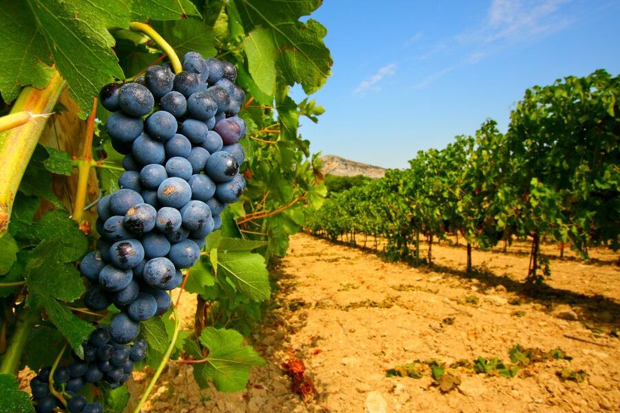 From Avignon: Half-Day Great Vineyards Tour - The Dentelles de Montmirail and vineyard country