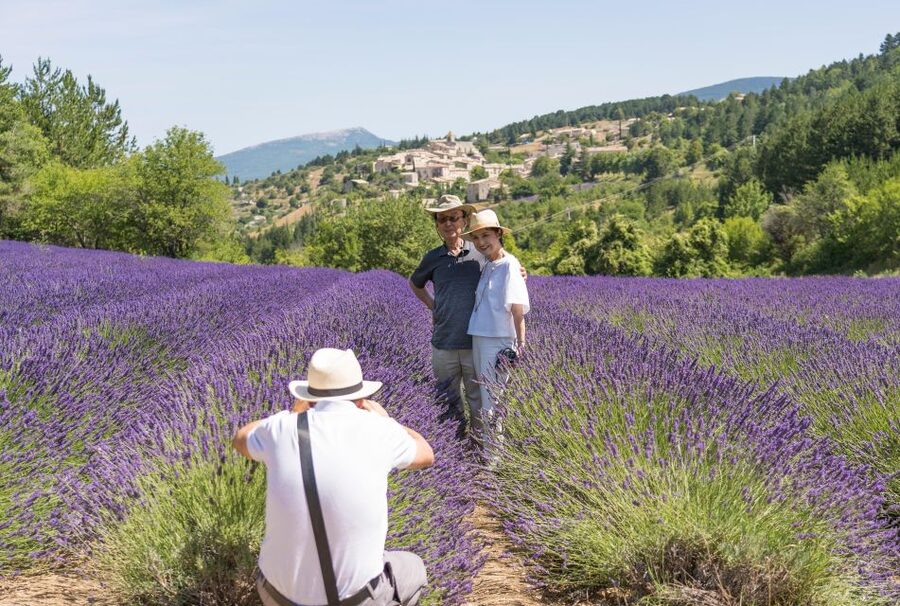 From Avignon: Half-Day Lavender Tour of Luberon - Lavender fields in bloom: the main event
