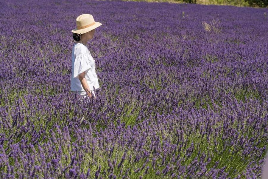 From Avignon: Half Day Lavender Tour to Sault - The return drive and the five-hour rhythm