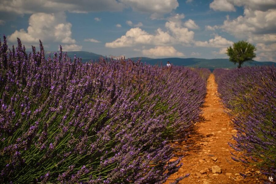 From Avignon: Lavender Fields & Luberon Village Guided Tour - Gordes from the famous overlook
