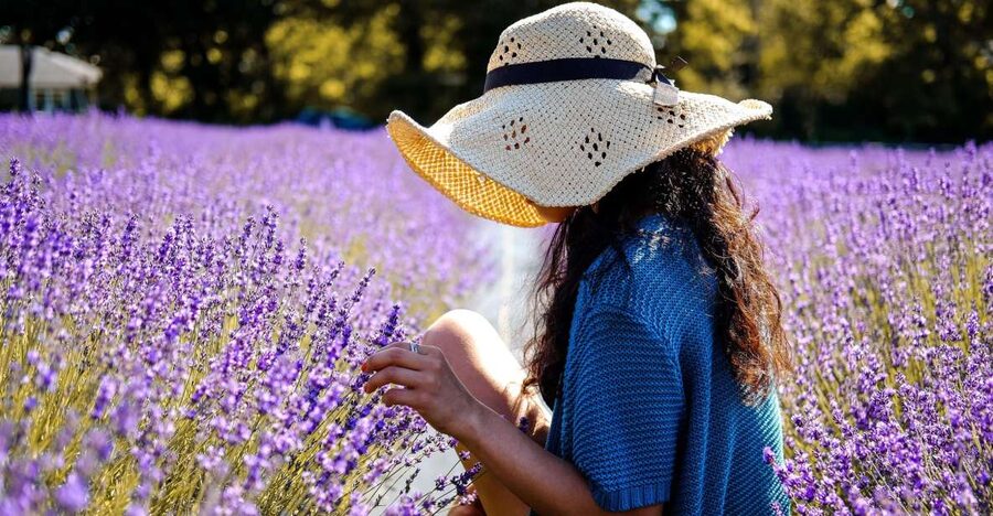 From Avignon: Lavender Fields & Luberon Village Guided Tour - Value, flexibility, and what is included