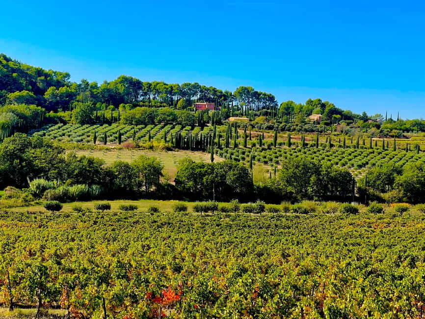 From Avignon: Provence Highlights Full-Day Tour - Roussillon and the red ochre country