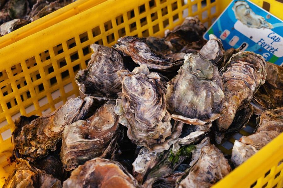From Bordeaux: Arcachon Bay Full Day Tour and Oyster Lunch - Is $187 a fair price?