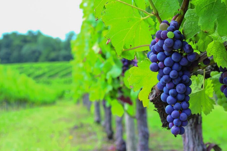 From Bordeaux: Full-Day Medoc Wine Tour - Why Medoc works best as a guided day trip