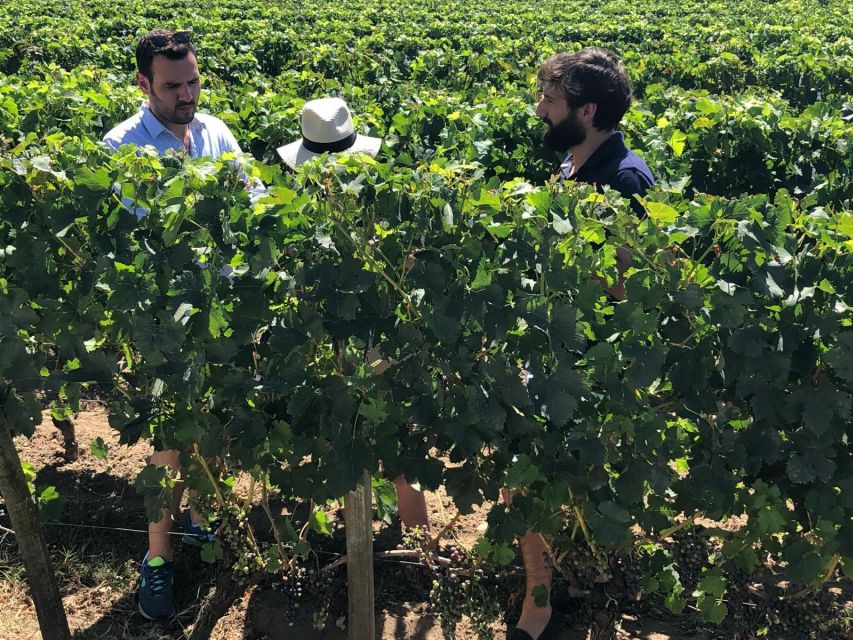 From Bordeaux: Half-Day Saint-Emilion Wine Tour - Meeting at Place des Quinconces