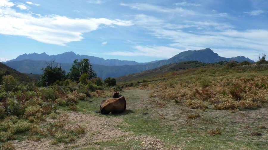From Calvi: 4x4 Day Tour Mountain & Agriates' Saleccia Beach - Practical details that can make the day easier