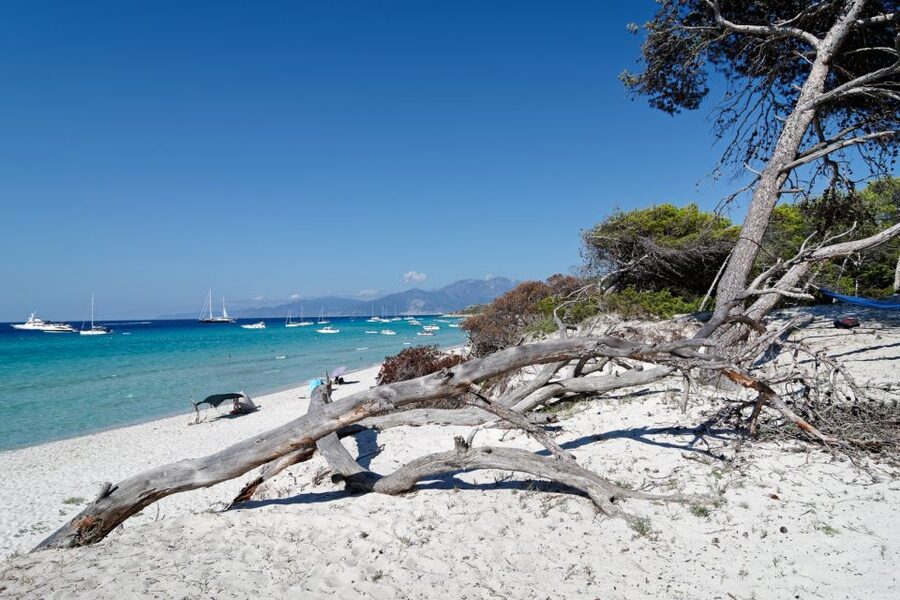 From Calvi: Agriate Guided Jeep Tour to Lotu and Saleccia - Lotu Beach and Saleccia Beach