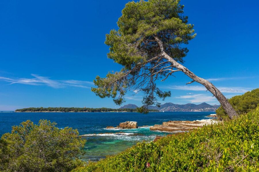From Cannes: Round-Trip Ferry to Ste. Marguerite Island - Swimming, coves, and the underwater eco museum
