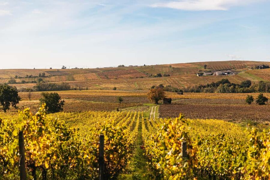 From Lyon: Beaujolais Wine Tour with Tastings - Meeting the guide at Bellecour Square