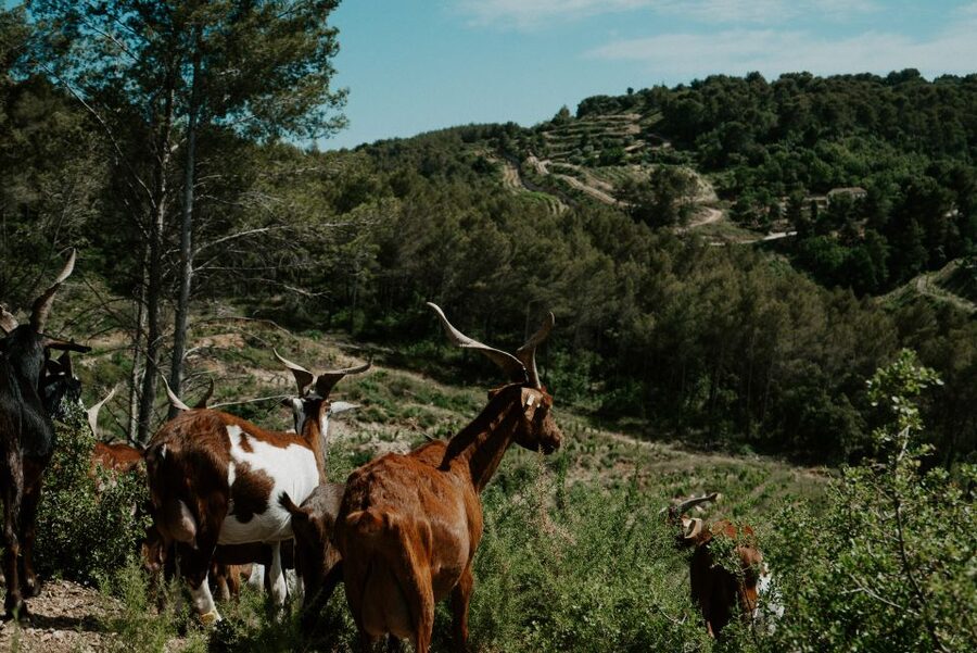 From Marseille: Aix en Provence Wine and Cheese Tour - The goat farm and the cheese-making lesson