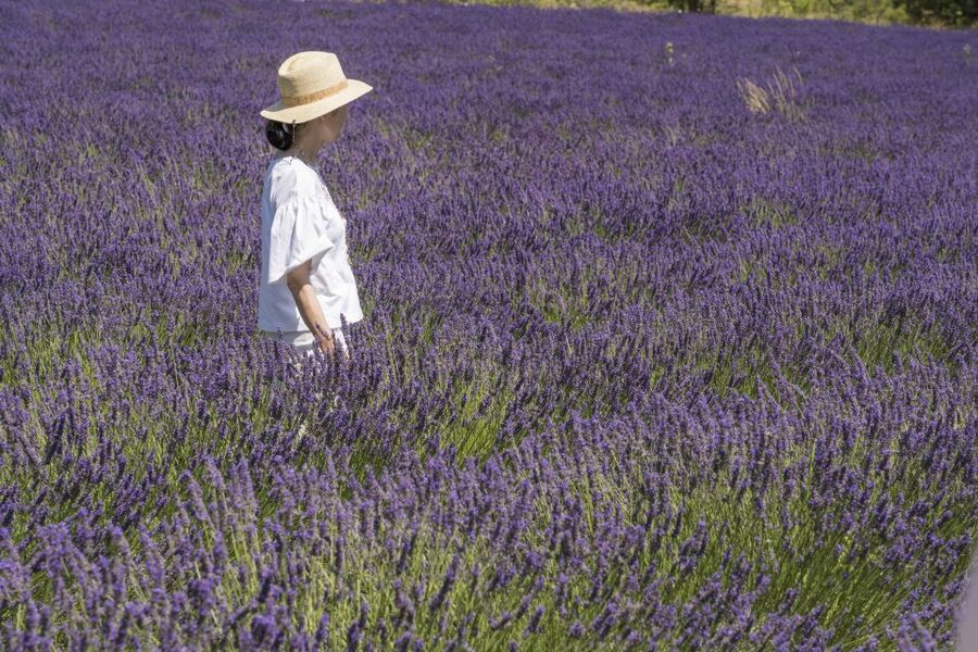 From Marseille: Lavender Full-Day Trip to Sault - Meeting a local lavender producer