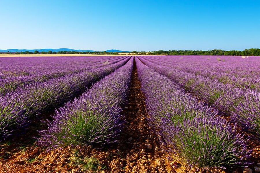 From Marseille: Valensole Lavender Full-Day tour - Quick take: what makes this day trip worthwhile