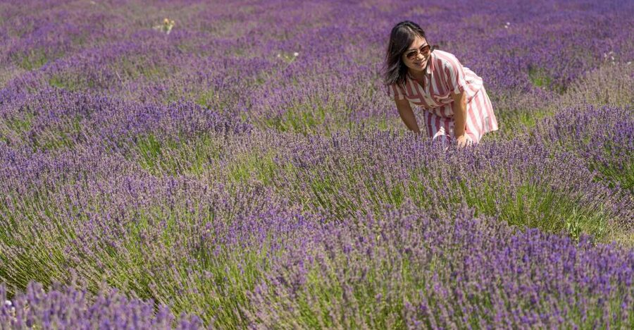 From Marseille: Valensole Lavender Full-Day tour - Leaving Marseille for the Valensole Plateau