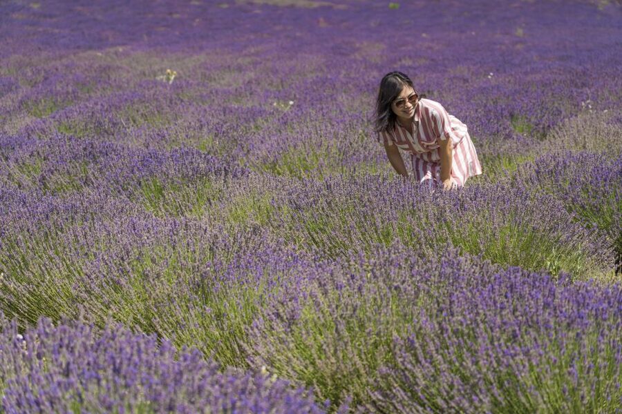 From Marseille: Valensole Lavender Full-Day tour - Finding the best lavender fields