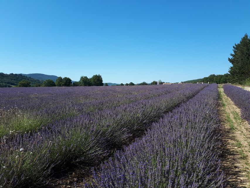 From Marseille: Valensole Lavenders Tour from Cruise Port - Why Valensole Is Worth the Long Ride