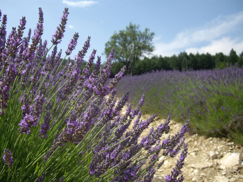 From Marseille: Valensole Lavenders Tour from Cruise Port - The First Lavender Fields and Photo Stops
