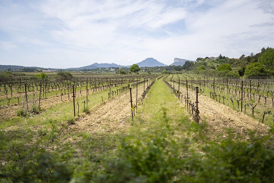 From Montpellier: Half-Day Vineyard & Pic Saint-Loup Tour - At a Glance: What Makes This Tour Worth Your Time