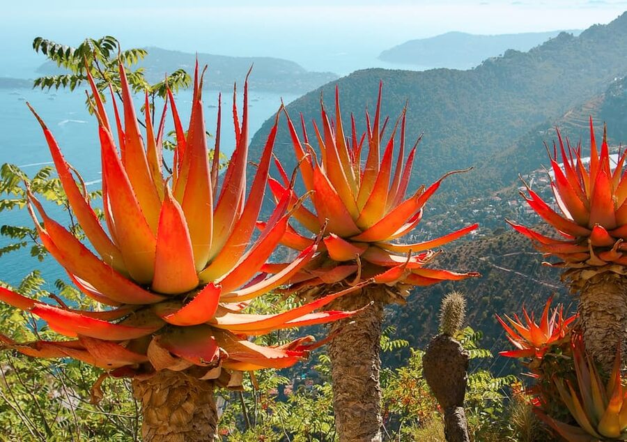 From Nice: Eze, Monaco, and Monte Carlo Half-Day Trip - Monaco-Ville: a short look at the old principality