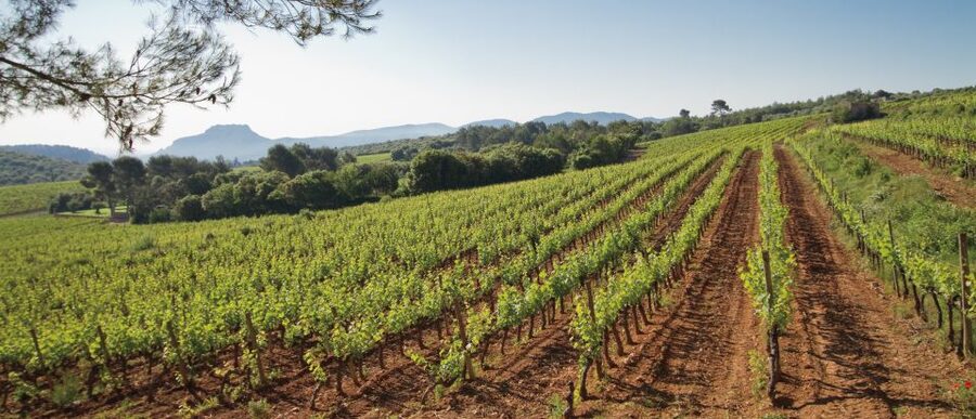 From Nice: Provence Wine Full-Day Tour - Lunch in a Provençal medieval village