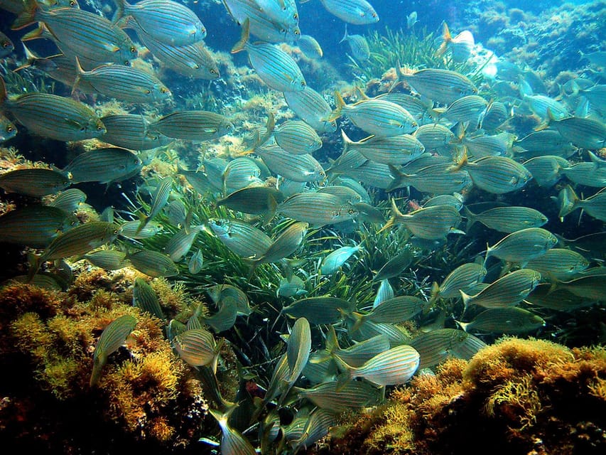 From Nice: Villefranche Bay Swimming & Snorkeling Boat Tour - What the overall experience feels like