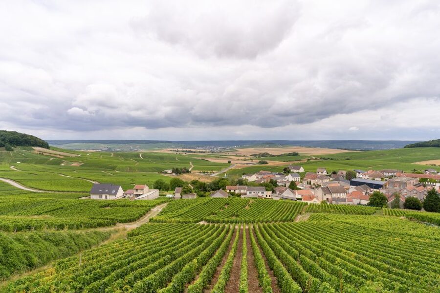 From Paris: Day Trip to Champagne with 8 Tastings & Lunch - Lunch at a Family Champagne House