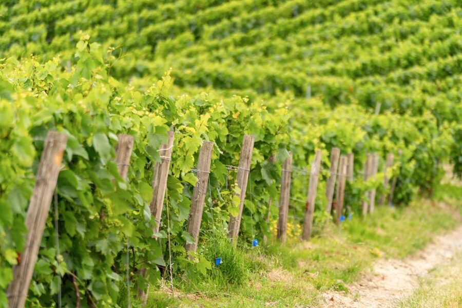 From Paris: Day Trip to Champagne with 8 Tastings & Lunch - Transport, Timing, and Comfort