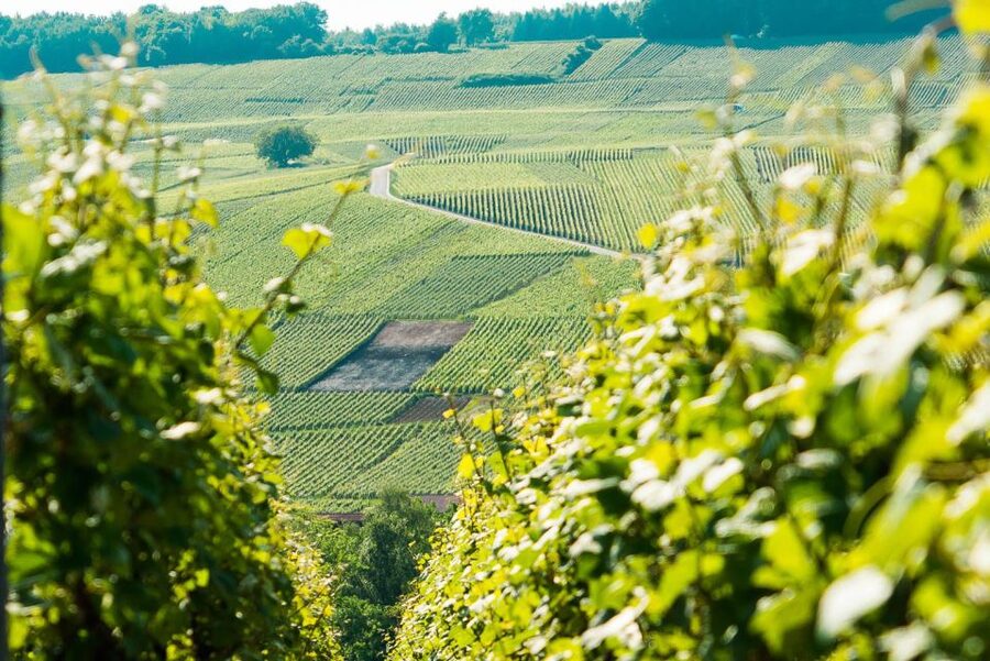 From Paris: Small-Group Champagne Day Trip with Six Tastings - A family winery gives the day its personal side